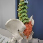 骨盤の仙骨について